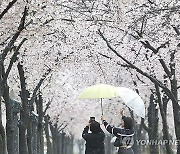 [날씨] 전국 흐리고, 곳곳 봄비…낮 최고 17∼22도, 큰 일교차