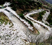 [포토] 벚꽃 절정 맞은 의령 자굴산, '색소폰' 도로