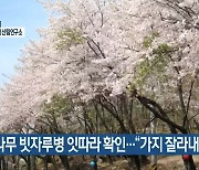 벚나무 빗자루병 잇따라 확인…“가지 잘라내야”