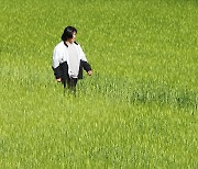 청보리의 계절