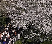 Japan Cherry Blossoms