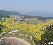 진도군 1회 보배섬 유채꽃 마을축제 12일 개막