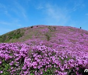 '전국 최대 군락지'…보성 일림산서 5월 4~6일 철쭉문화행사