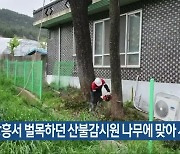 장흥서 벌목하던 산불감시원 나무에 맞아 사망