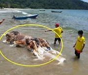 말레이시아 해변서 발견된 정체불명 사체 '눈길'