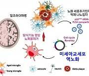 "뇌세포 젊게 만들어 치매 치료" 경희대-충남대 공동연구