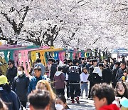 정선군, 국가정원 될 가리왕산 배경 '벚꽃 축제' 연다