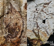 CHINA-MAMMALS' EARLY EVOLUTION-NEW STUDY (CN)