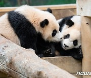 에버랜드, 쌍둥이 판다 공개 100일 근황 공개