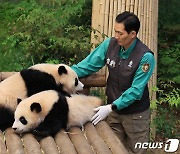 '첫 봄을 맞이한 루이·후이바오의 근황은?'