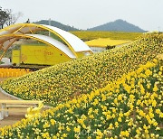 234명 사는 작은 섬에 인구수 72배에 달하는 1만 7천여명이 다녀간 곳...'신안 선도 섬 수선화 축제'  