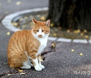 "우리 냥이 왜 이러죠"…원인 불명 고양이 신경·근육병증 주의보