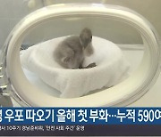 창녕 우포 따오기 올해 첫 부화…누적 590여 마리