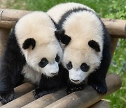 '푸바오 언니, 저 잘 크고 있어요' … 쌍둥이 동생들 '쑥쑥'