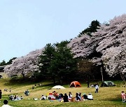 "화창한 날씨에 봄꽃 절정" 충북 유명산·행락지 관광객 '북적'