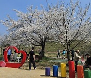 '흥양천변 벚꽃축제' 원주시 북부권 대표축제 자리매김