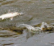 [포토에세이] 숭어처럼… 인생도 힘차게 뛰어보자!