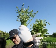 맛좋은 제주 고사리, 한참 꺾다 보면 "여기가 어디야?"