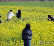 생육부진에 축제 못 열었던 대저생태공원 유채꽃 올해는 만발