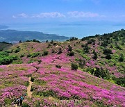 연분홍빛 세상 만나러 '보성 일림산 철쭉문화행사'로 오세요!