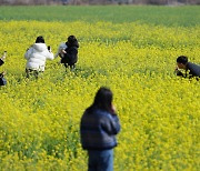 유채꽃 안 필 줄 알고 축제도 취소했는데… 꽃은 만개