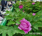 영랑이 기다린 모란, 지천에 피었네…中 허쩌의 '모란축제'[베이징 리포트]