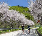 울릉군, ‘2024 울릉트레일(해담길 part1)’ 대회 개최