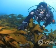 강원도, 올해 동해안 수산자원 조성사업에 138억원 투입