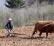 "이랴" 호리소와 함께 비탈밭 가는 노인