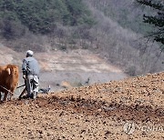 "이랴" 호리소와 함께 비탈밭 가는 노인