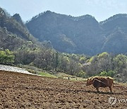 호리소와 함께 봄 농사 준비하는 산골 농부