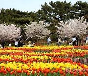 260만 송이 튤립의 향연