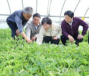 참외 작황회복으로 출하량 늘고 가격하락…"안정적 공급"