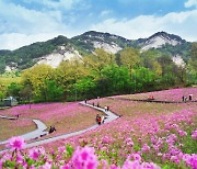 벚꽃 가고 철쭉 온다…노원구, '2024 불암산 철쭉제' 실시[동네방네]