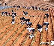 붉은 황토밭 고구마순 심기 한창