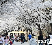분홍빛 넘실넘실…여주 흥천남한강 벚꽃축제에 35만명 다녀가
