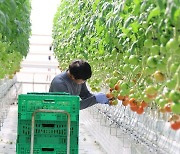 고흥 스마트팜 혁신밸리, 청년농 종잣돈 수익 쏠쏠하네요