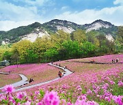 벚꽃 가고 철쭉 온다…노원구 16~28일 '불암산 철쭉제'