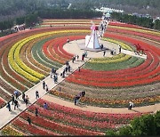 신안 임자도 섬 튤립 축제 8만명 찾았다