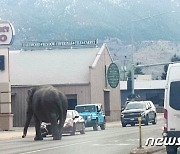'서커스 하기 싫어' 거리로 뛰쳐나온 코끼리…20분간 한바탕 소동