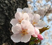[포토친구] 봄 봄 봄