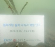 LG화학, '블루카본' 잘피 서식지 복원 1년…2026년엔 탄소 5000톤 흡수