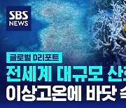 [글로벌D리포트] 전세계 대규모 산호 백화…이상고온에 바닷 속 비상