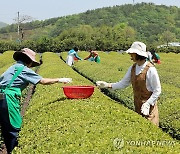 찻잎 따기