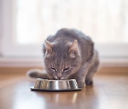 고양이 급사 의혹 제기된 사료 검사 결과 발표