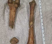 해안가 발견 공룡 뼈인줄 알았는데 사실은 사람 뼈?