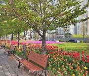 인천 연수구 '송도튤립축제'에서 오감만족 봄꽃여행 즐기세요! 