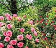 국내 최대 꽃 잔치 '2024고양국제꽃박람회' 26일 일산호수공원서 개막..꽃은 고양시