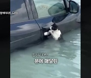 [오늘의 영상] 침수된 차 문고리 잡고 버틴 고양이 구조 현장