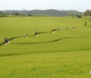 시원하게 펼쳐진 청보리밭